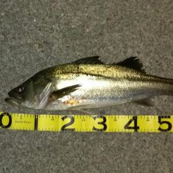 マイワシーバス