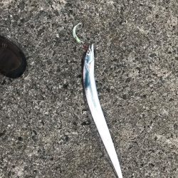 タチウオワインド