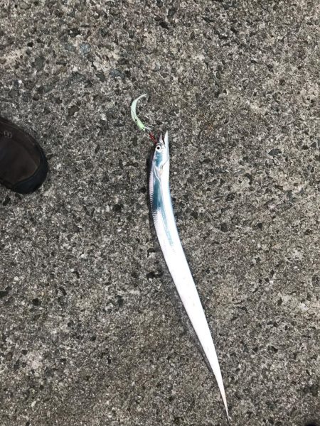 タチウオワインド