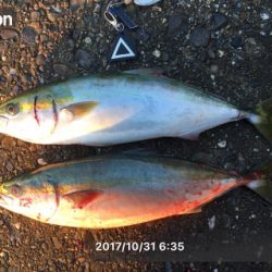 ボイルもありつつでハマチ2