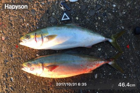 ボイルもありつつでハマチ2