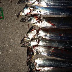 連日またまたタッチー(^^)