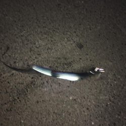 まさかのこんなとこで太刀魚