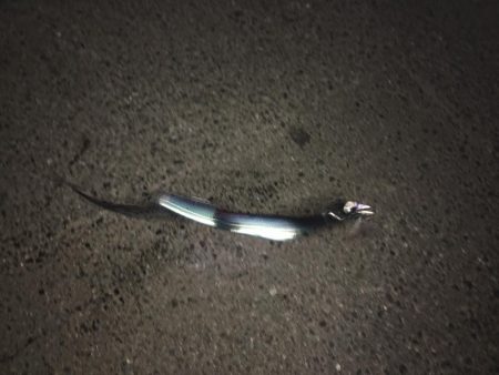 まさかのこんなとこで太刀魚