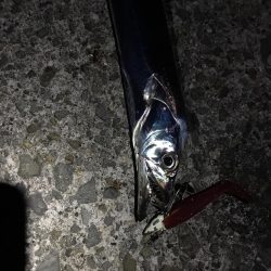 久しぶりの爆釣