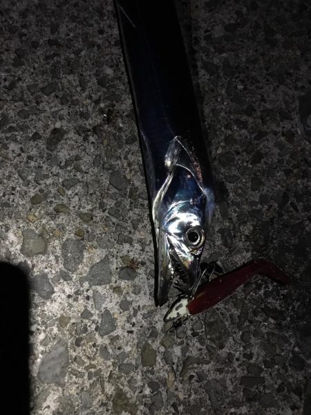 久しぶりの爆釣