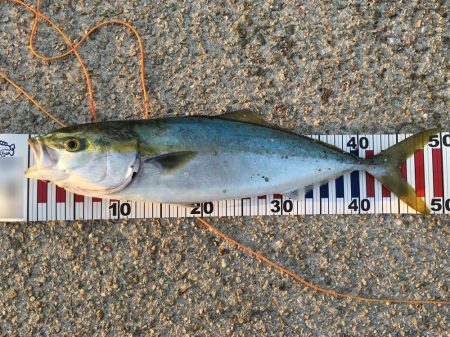 ハマチ漁一本釣り