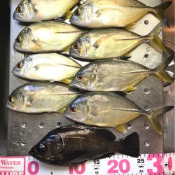 メッキ高活性!テトラ際で大メバルも。