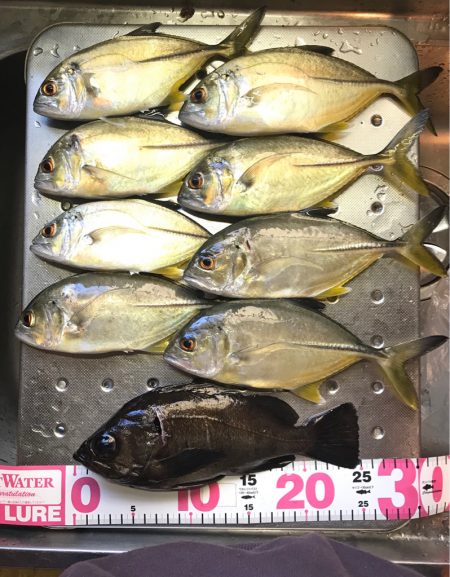 メッキ高活性!テトラ際で大メバルも。