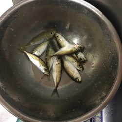 ジギングからのアジング