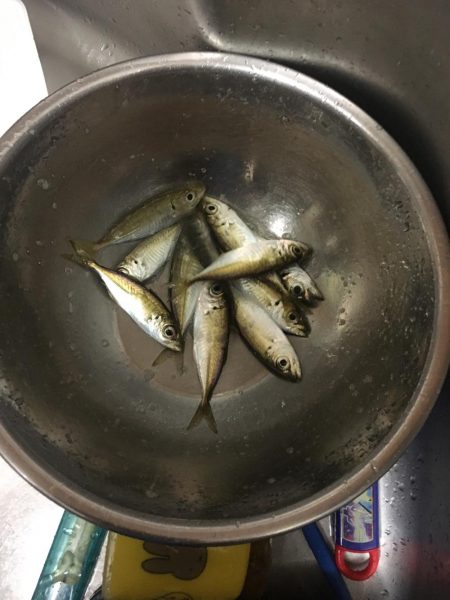 ジギングからのアジング