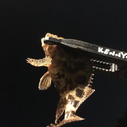 色んな魚たち。