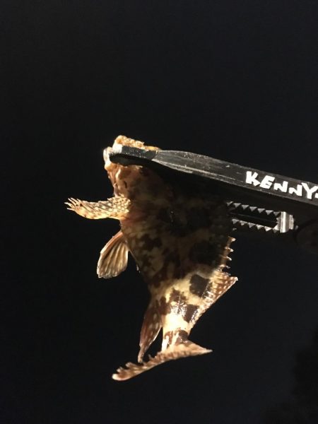 色んな魚たち。