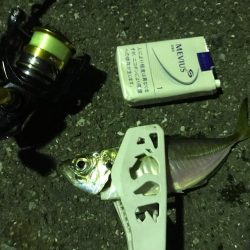 アジング成功！