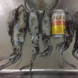 久々淡路エギング