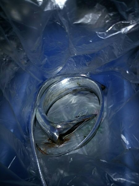 ベイトは多いけど、、