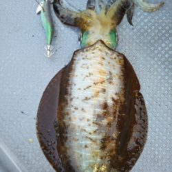 今期初のキロアップ