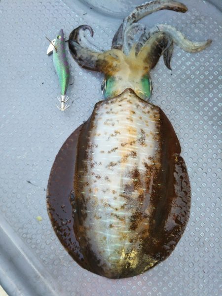 今期初のキロアップ