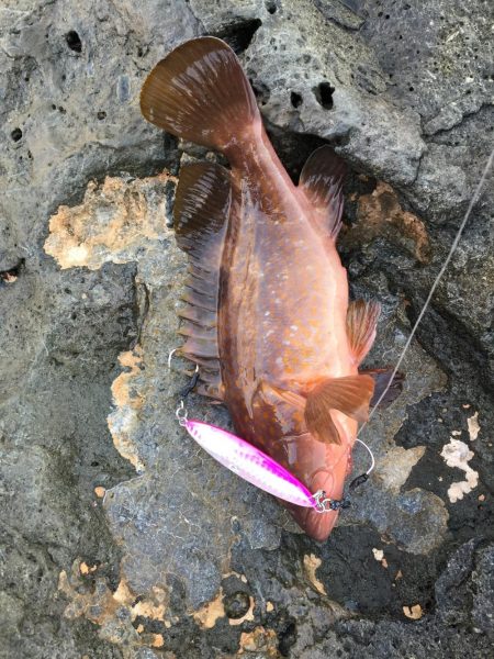 青物狙いのはずが・・・