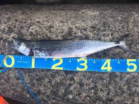 さんダージグでサゴシ