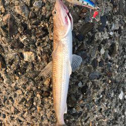 シーバス狙いが(T . T)