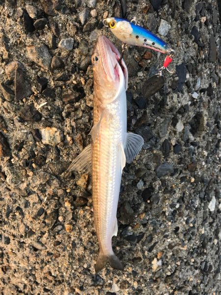 シーバス狙いが(T . T)