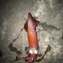 仕事帰りのライトエギング