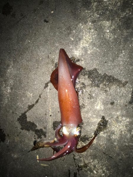 仕事帰りのライトエギング