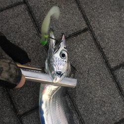 大阪奥湾ワインド ただ巻きパターン