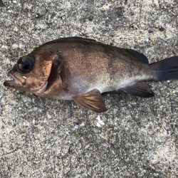 ライトロック釣行