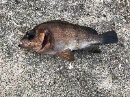 ライトロック釣行