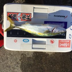 久礼にて磯フカセ釣り
