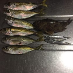 買い物ついでにアジング