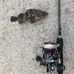 福良アジング②