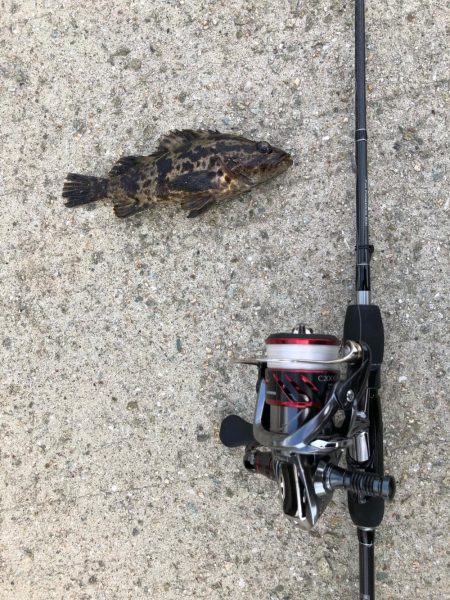 福良アジング②