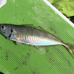 剣崎沖コマセマダイ