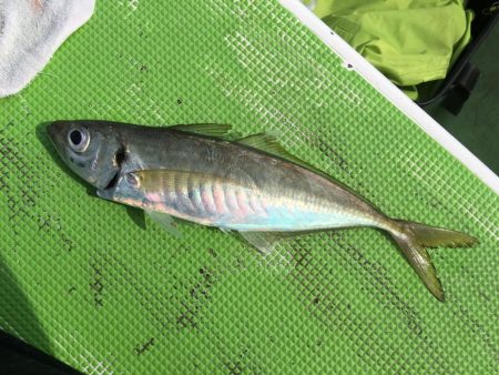 剣崎沖コマセマダイ