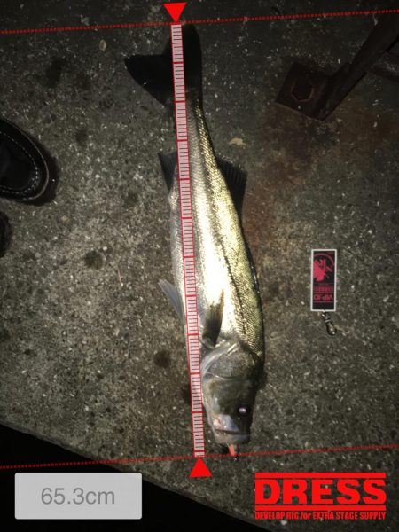 やっとシーバス❗️