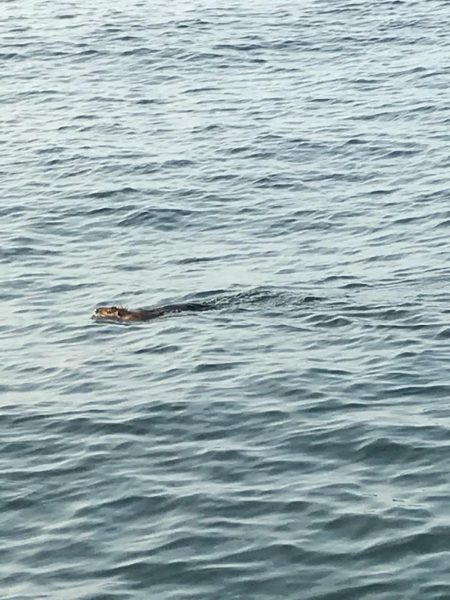 シーバスデイゲームでまさかの成分が！