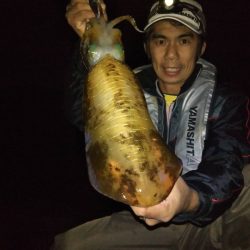 癒やしのアオリイカ