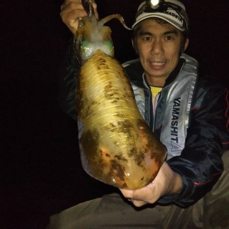 癒やしのアオリイカ