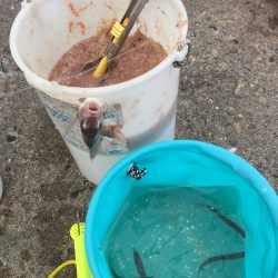 太刀魚劇渋からのサビキ
