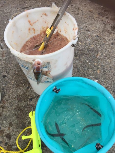 太刀魚劇渋からのサビキ