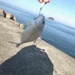 エサ釣りとライトゲーム