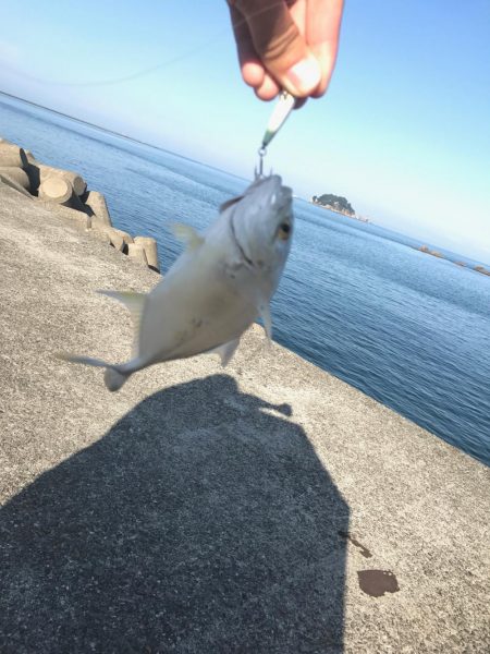 エサ釣りとライトゲーム