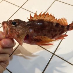 チビ太刀魚