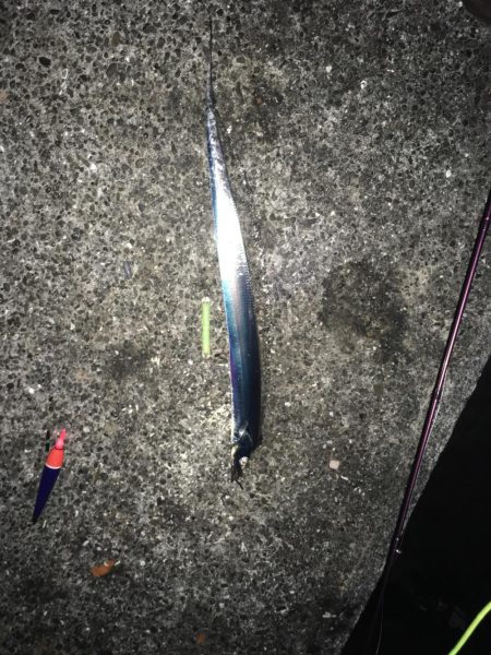 寒いけど暖かい楽しいタチウオ釣り