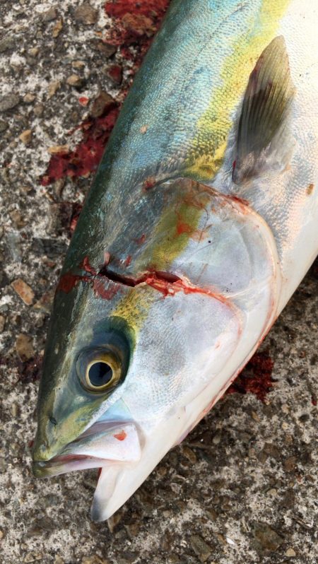 ベイトが寄ったタイミングでハマチ