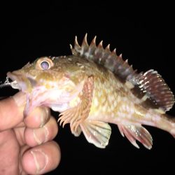 久しぶりにアジング