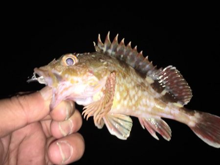 久しぶりにアジング